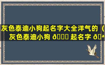 灰色泰迪小狗起名字大全洋气的（灰色泰迪小狗 🍁 起名字 🪴 大全洋气的两个字）